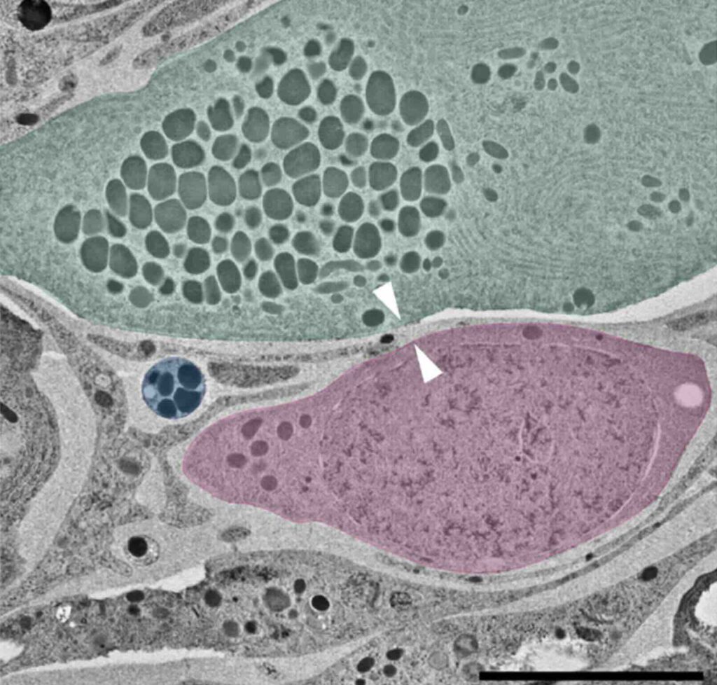 Stam- en hecanotoblastcellen van platwormen