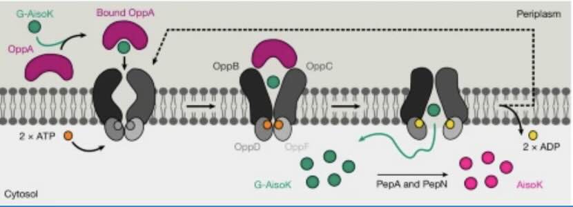 Aanmaak van synthetische eiwitten door E. coli's