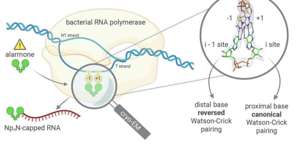 transcriptie met NpN-kappen aan het RNA bij bacteriën